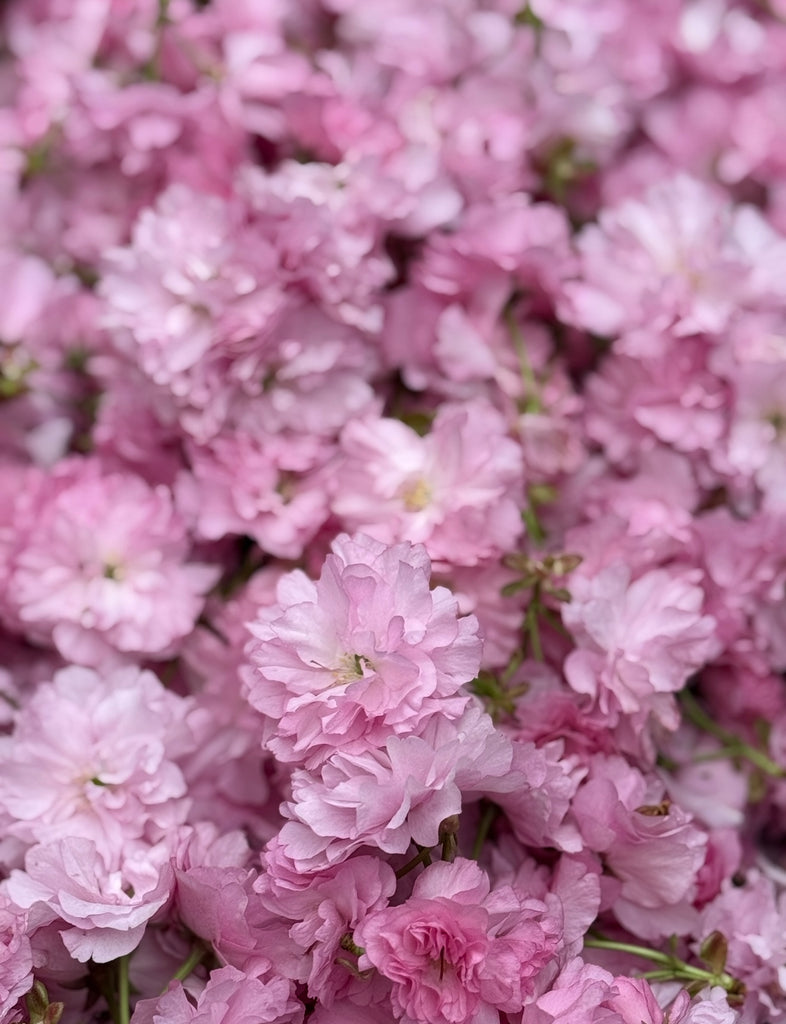 ORIGINAL茶筒箱「お茶ぽん」　丹沢ボタニカル   八重桜煎茶